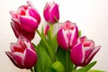 Bouquet of Tulips, Cut Flowers Royalty Free Stock Photo